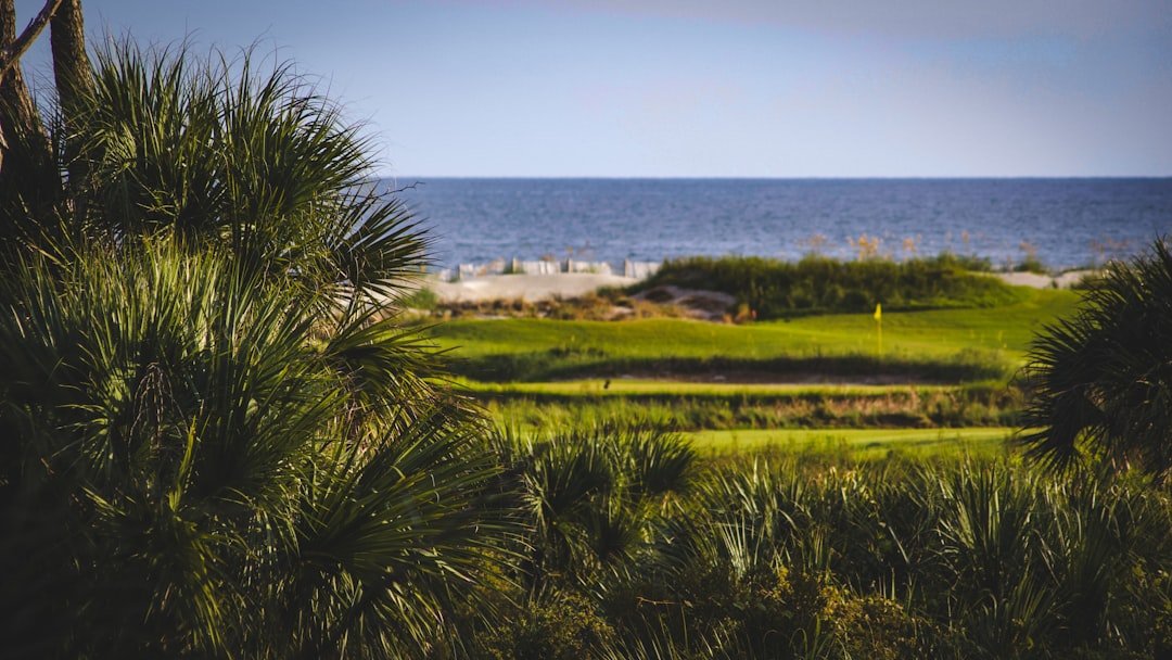 Palm trees framing an oceanfront resort golf green.